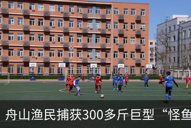 舟山渔民捕获300多斤巨型“怪鱼”，已放归大海，经辨认系翻车鱼，是已知世界上生殖力最强的脊椎动物；网友：以为是一块大石头